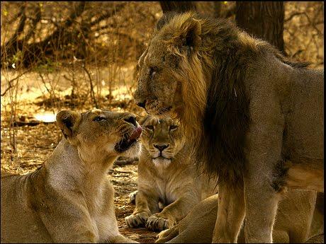 Sasan Gir